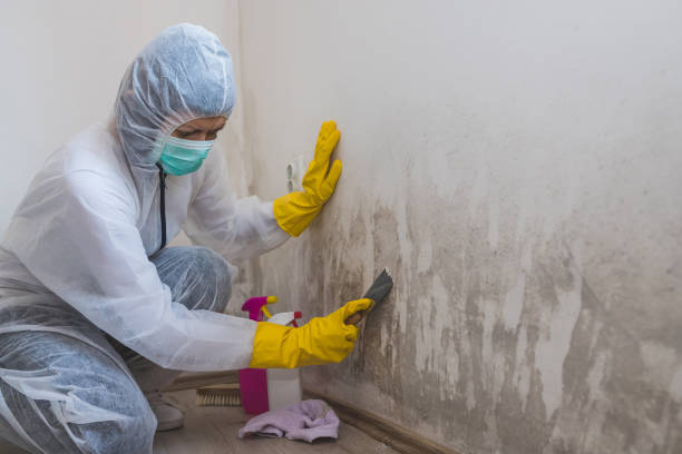 Best Commercial Mold Remediation in Inkster, MI