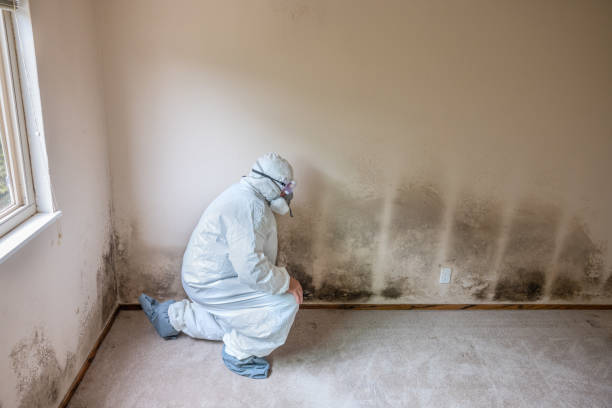 Best Basement Mold Remediation in Inkster, MI