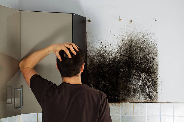 Best Black Mold Remediation in Inkster, MI