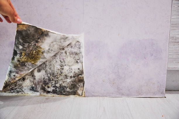 Best Residential Mold Remediation in Inkster, MI